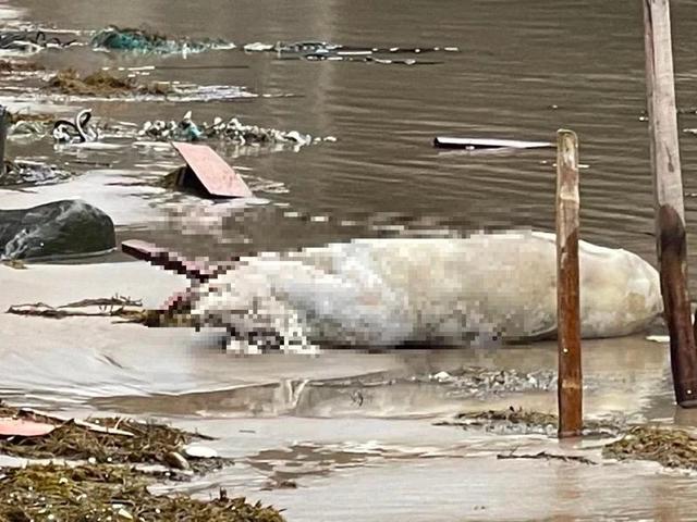 臺灣一沙灘發現漂浮死豬 檢出非洲豬瘟核酸陽性