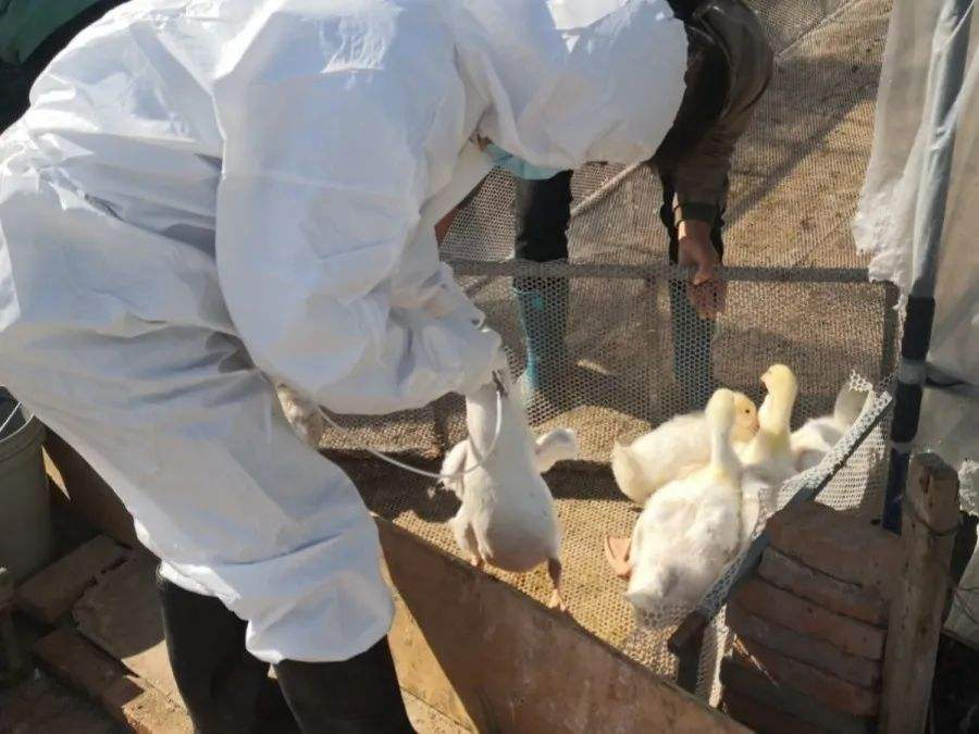 農業農村部宣：對動物疫情防控消耗穩補貼！